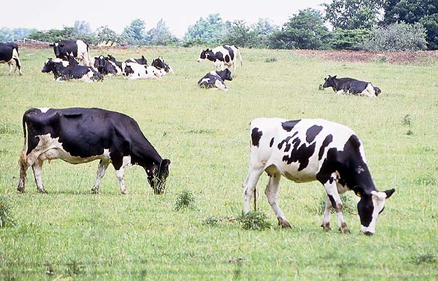 vaches3.jpg (79351 octets)